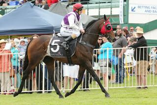 Ocean Emperor claimed the Group 2 Tauranga Stakes. Photo: Trish Dunell